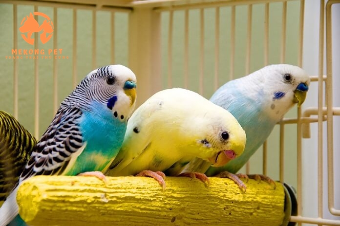 Chim yến phụng rất dể nuôi và sinh sản rất nhiều